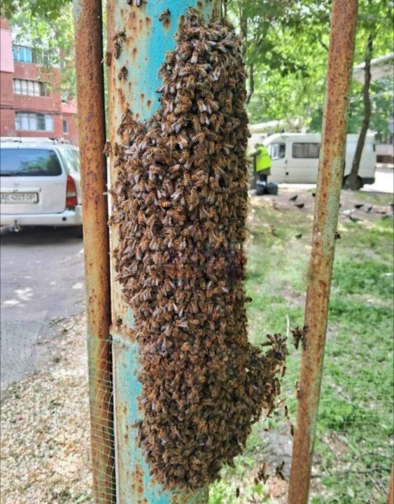 У дворі багатоповерхівки Дніпра оселився бджолиний рій