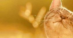 До 28 градусів тепла: якою буде погода у Дніпрі 28 травня