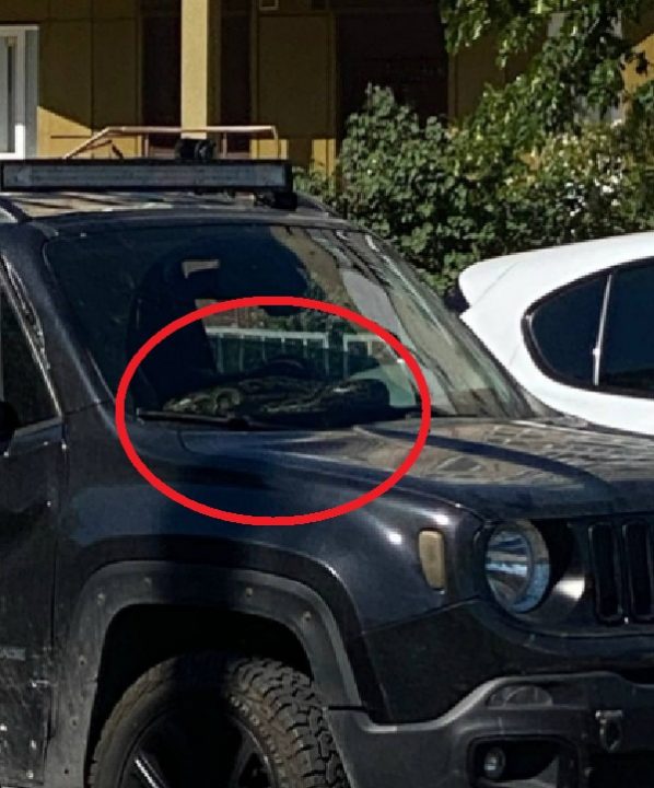 В центре Днепра под лобовым стеклом машины заметили огромного питона: фото - рис. 1