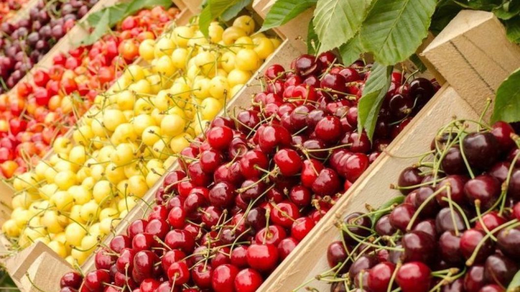 Черешня: польза и вред для здоровья женщин и мужчин - рис. 2