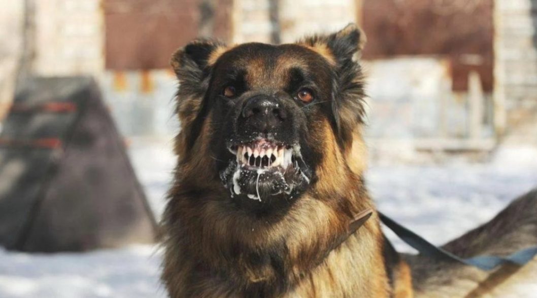 Оновлено список міст і сіл Дніпропетровщини, де виявили сказ у тварин