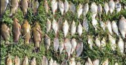 Наловив риби майже на 300 тис. грн: на Дніпропетровщині затримали браконьєра - рис. 13