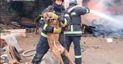 На Дніпропетровщині з пожежі врятували песика