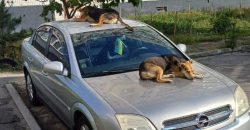Необычные отдыхающие: в Днепре песики облюбовали припаркованный автомобиль - рис. 13