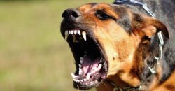 В Днепре разыскивают владельца собаки, которая посреди улицы схватила ребенка за шею - рис. 11