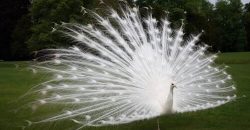 В Днепре павлин посетил местное кафе - рис. 8