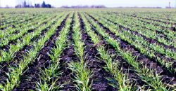 Без значних опадів: якою буде погода у Дніпрі 23 травня