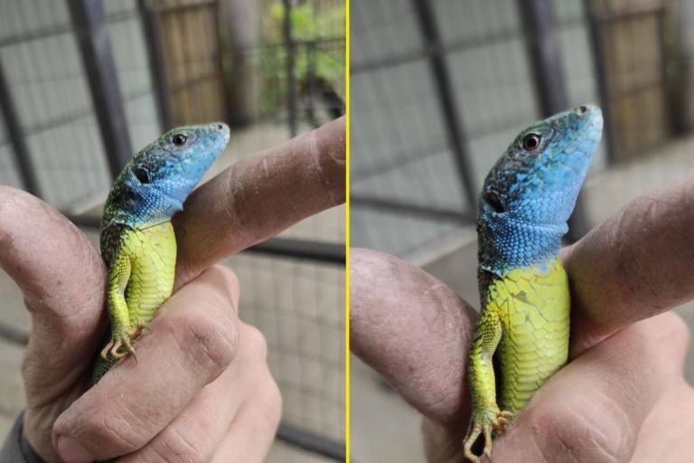 У передмісті Дніпра помітили патріотичну ящірку