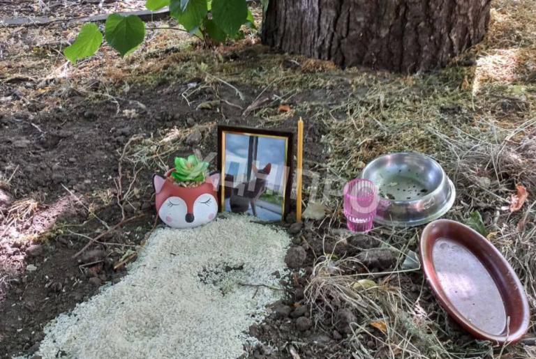 У Дніпрі з'явився стихійний цвинтар домашніх тварин