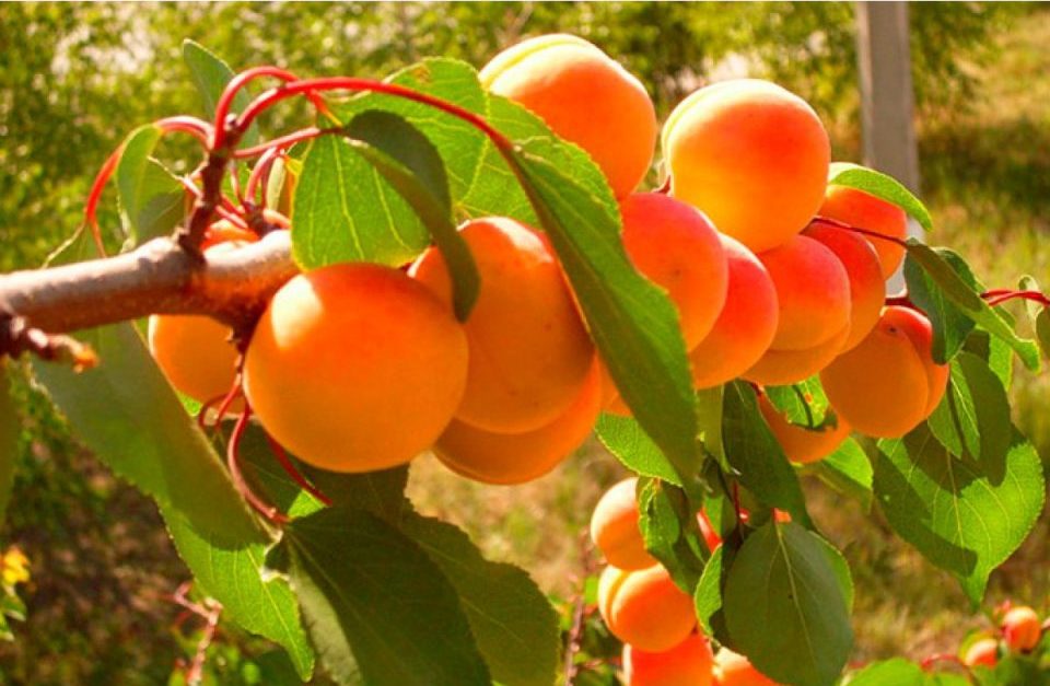 На Дніпропетровщині під загрозою врожай черешні і абрикосів