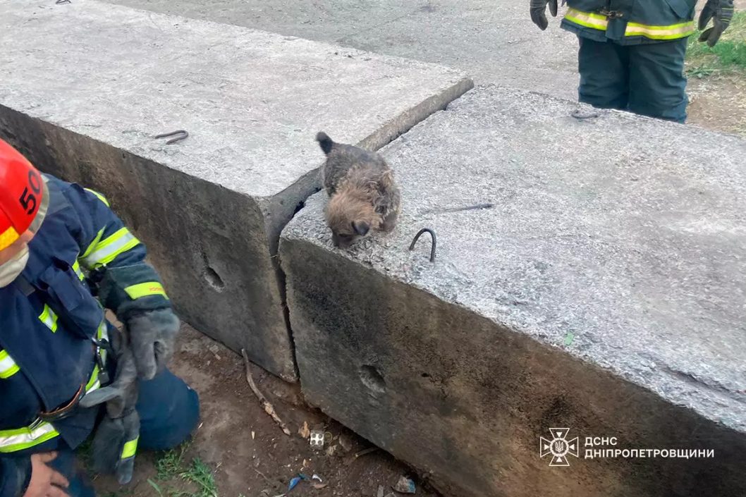 На Дніпропетровщині врятували крихітне цуценя, яке застрягло під плитами - рис. 1
