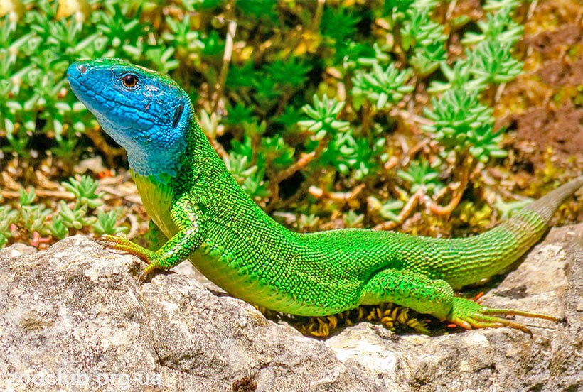 У передмісті Дніпра помітили патріотичну ящірку