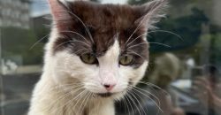 У Дніпрі шукають власників кота, який оселився на блокпості - рис. 2