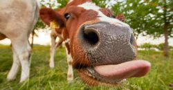 Фермер з Великої Британії знайшов свій Rolex через 50 років після того, як його з'їла корова - рис. 5