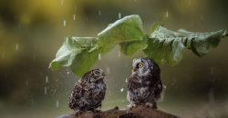 Короткочасний дощ: якою буде погода у Дніпрі 25 червня