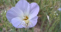 У Дніпрі помітили екзотичного павука-бокохода - рис. 7