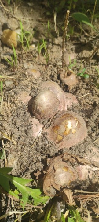 У Дніпрі знайшли рідкісний та унікальний гриб