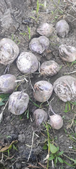 У Дніпрі знайшли рідкісний та унікальний гриб