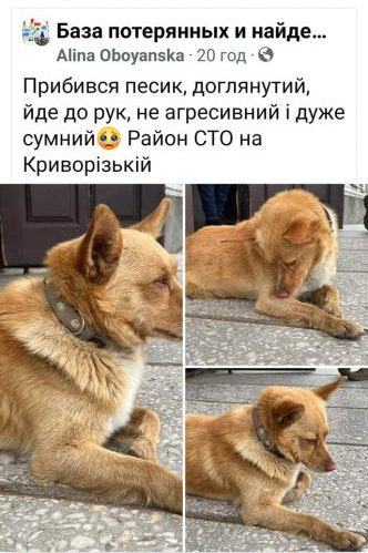 В Днепре собачка каталась в маршрутках в поисках хозяев - рис. 2