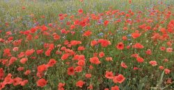 На Дніпропетровщині знайшли поле диких маків: червоні квіти приваблюють мешканців