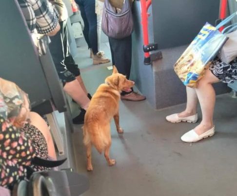 В Днепре собачка каталась в маршрутках в поисках хозяев - рис. 1