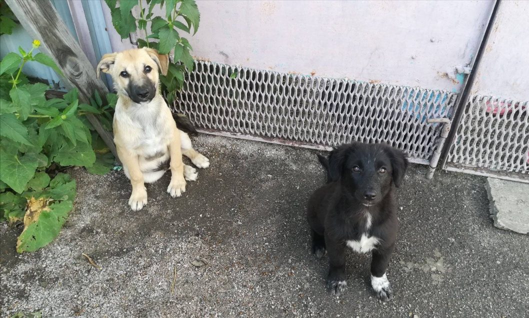 На Дніпропетровщині покинутий пес приютив цуценят