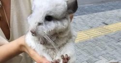 По улицам Днепра гуляла шиншилла - рис. 7