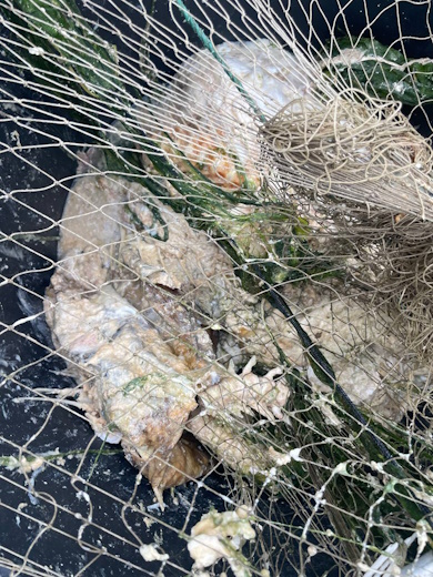 Масова загибель сомів на Дніпропетровщині: рибпатруль не зміг встановити причину мору риби