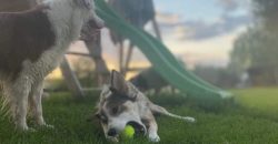 Песик Сєрік з Нікополя став фотомоделлю в Польщі після порятунку від отруєння - рис. 8