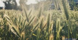 Опадів не очікується: якою буде погода у Дніпрі 13 червня