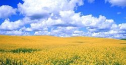 Опадів не очікується: якою буде погода у Дніпрі 21 червня