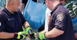 Решила прокатиться: в Днепре змея залезла под капот автомобиля - рис. 6