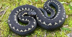 В Днепре на жилмассиве Покровский в квартиру горожан заползла огромная гадюка - рис. 5