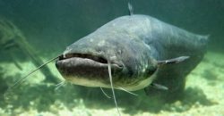 На Дніпропетровщині зафіксували масову загибель сомів