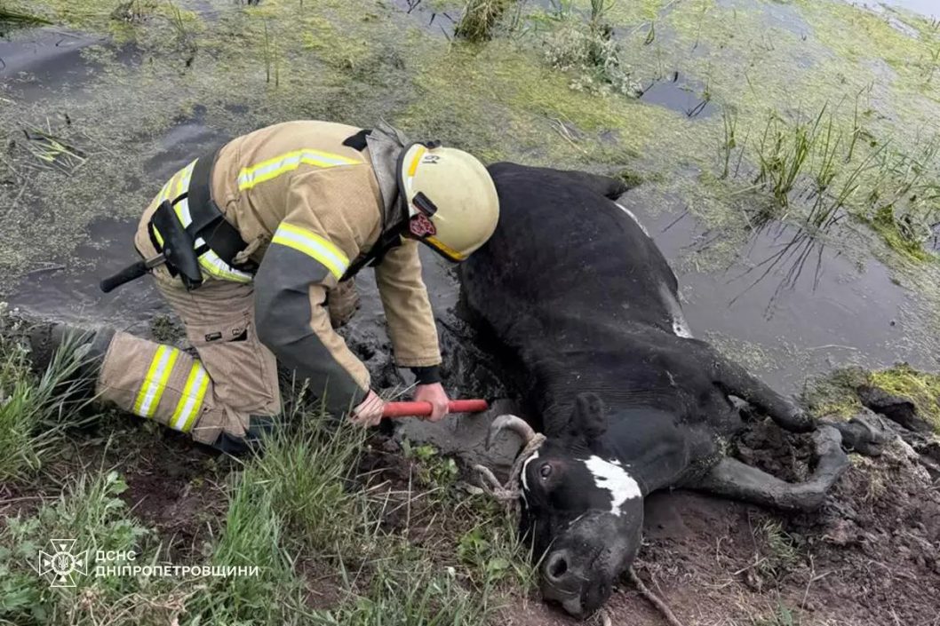На Дніпропетровщині надзвичайники врятували корову із пастки