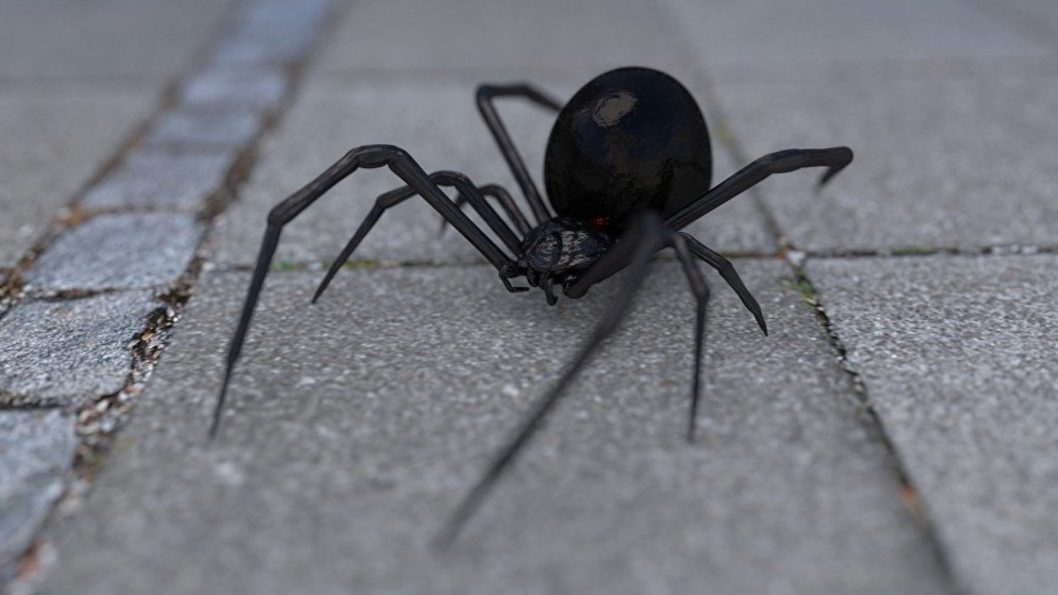 На Дніпропетровщині через зміну клімату активізувалися нові отруйні павуки - рис. 1