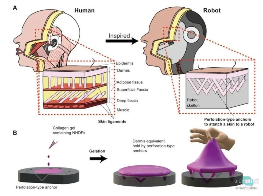 В Японії створили робота з людських клітин, який може посміхатися - рис. 3