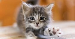 В Днепре мужчина спас котенка, залезшего под капот автомобиля - рис. 8