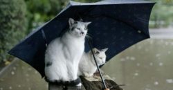 Очікується дощ: якою буде погода у Дніпрі 12 червня