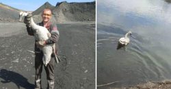 На Дніпропетровщині гірник перед відправленням на фронт врятував лебедя із пастки