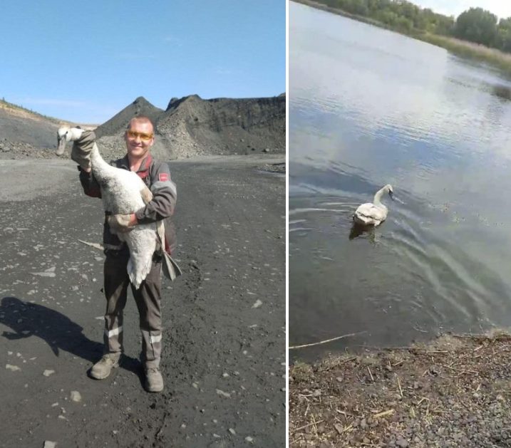 На Дніпропетровщині гірник перед відправленням на фронт врятував лебедя із пастки