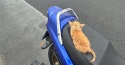 На Новом мосту в Днепре неравнодушные граждане спасли выброшенного на дорогу котенка - рис. 7