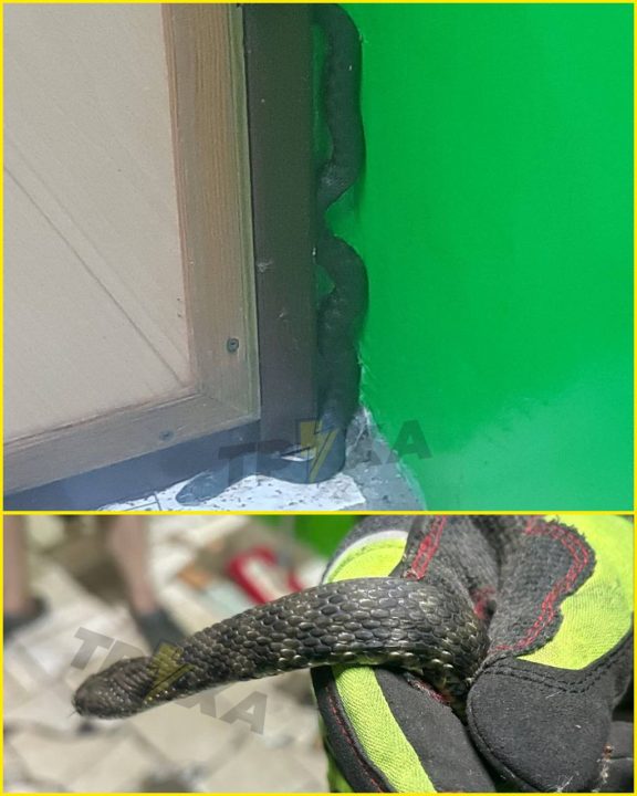 В Днепре на жилмассиве Покровский в квартиру горожан заползла огромная гадюка - рис. 1