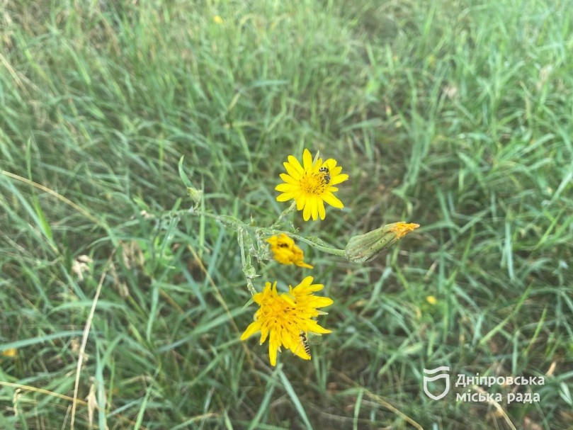 Препарат безпечний для людини, флори й фауни: у Дніпрі борються з амброзією спеціальним агрохімічним методом - рис. 3