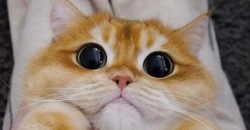 В Днепре водитель выбросил на дорогу кота - рис. 1