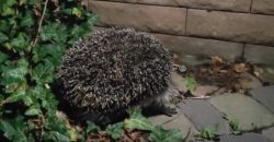 В центре Днепра ежик искал укрытие во дворе во время тревоги - рис. 6