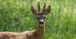 На Днепропетровщине косуля выбежала на дорогу и попала под колеса автомобиля - рис. 10