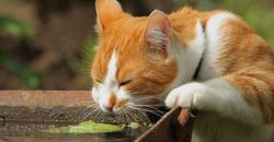 Прогноз погоды в Днепре на 26 июля. - рис. 12