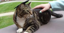 У США кіт здобув почесний ступінь доктора "літерації"