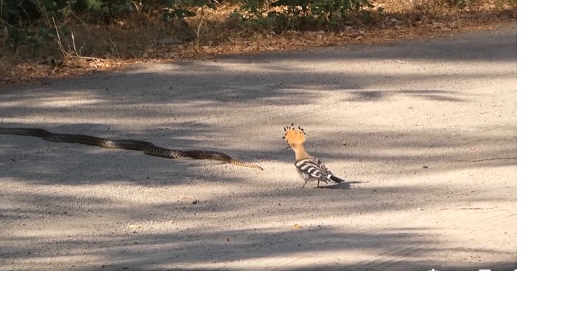 На улицах Днепра разгуливали редкие животные